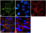 ZO-3 Antibody in Immunocytochemistry (ICC/IF)