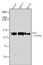 ZO-3 Antibody in Western Blot (WB)