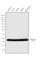 Histone H3 Antibody in Western Blot (WB)