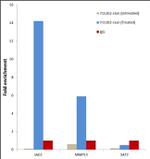 c-Jun Antibody in ChIP Assay (ChIP)