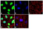 HDAC4 Antibody in Immunocytochemistry (ICC/IF)