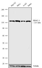 HDAC4 Antibody in Western Blot (WB)