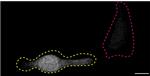 SOD1 Antibody in Immunocytochemistry (ICC/IF)