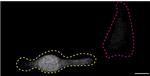 SOD1 Antibody