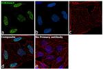 H3K4me3 Antibody in Immunocytochemistry (ICC/IF)