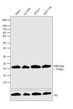 H3K14ac Antibody in Western Blot (WB)