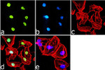 H3K18ac Antibody in Immunocytochemistry (ICC/IF)