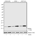 H4K8ac Antibody in Western Blot (WB)