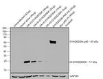 DYKDDDDK Tag Antibody in Western Blot (WB)