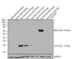 DYKDDDDK Tag Antibody