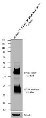 DYKDDDDK Tag Antibody in Western Blot (WB)