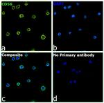 CD56 (NCAM) Antibody in Immunocytochemistry (ICC/IF)