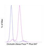 Occludin Antibody