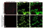 Occludin Antibody in Immunocytochemistry (ICC/IF)