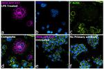 iNOS Antibody in Immunocytochemistry (ICC/IF)