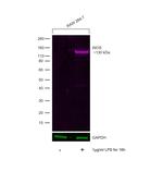 iNOS Antibody in Western Blot (WB)