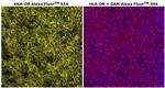 HLA-DR Antibody in Immunohistochemistry (Paraffin) (IHC (P))