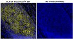 HLA-DR Antibody in Immunohistochemistry (Paraffin) (IHC (P))