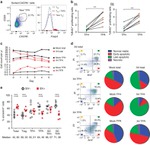 CD8a Antibody in Flow Cytometry (Flow)