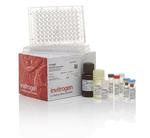 Human IL-8 Uncoated ELISA Kit with Plates (88-8086-22)