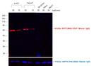 Mouse IgG (H+L) Cross-Adsorbed Secondary Antibody in Western Blot (WB)