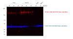 Sheep IgG (H+L) Cross-Adsorbed Secondary Antibody in Western Blot (WB)