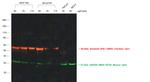 Chicken IgY (H+L) Secondary Antibody in Western Blot (WB)