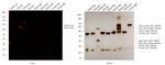 Chicken IgY (H+L) Secondary Antibody in Western Blot (WB)