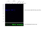 Mouse IgG (H+L) Cross-Adsorbed Secondary Antibody in Western Blot (WB)