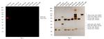 Rabbit IgG (H+L) Highly Cross-Adsorbed Secondary Antibody