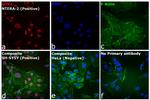 Rat IgG (H+L) Cross-Adsorbed Secondary Antibody in Immunocytochemistry (ICC/IF)