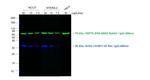 Rat IgG (H+L) Cross-Adsorbed Secondary Antibody in Western Blot (WB)