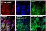 Mouse IgG1 Cross-Adsorbed Secondary Antibody in Immunocytochemistry (ICC/IF)