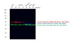 Mouse IgG1 Cross-Adsorbed Secondary Antibody in Western Blot (WB)