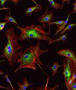 ATPIF1 Antibody in Immunocytochemistry (ICC/IF)