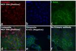 Rabbit IgG (H+L) Cross-Adsorbed Secondary Antibody in Immunocytochemistry (ICC/IF)