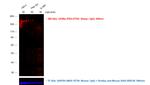 Sheep IgG (H+L) Cross-Adsorbed Secondary Antibody in Western Blot (WB)