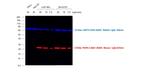 Mouse IgG (H+L) Cross-Adsorbed Secondary Antibody in Western Blot (WB)