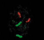 Mouse IgG (H+L) Cross-Adsorbed Secondary Antibody in Immunocytochemistry (ICC/IF)