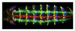 Mouse IgG (H+L) Cross-Adsorbed Secondary Antibody in Immunohistochemistry (IHC)