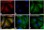 Mouse IgG (H+L) Cross-Adsorbed Secondary Antibody in Immunocytochemistry (ICC/IF)