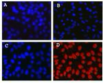 Mouse IgG (H+L) Cross-Adsorbed Secondary Antibody in Immunocytochemistry (ICC/IF)