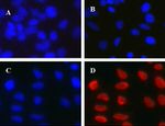 Mouse IgG (H+L) Cross-Adsorbed Secondary Antibody in Immunocytochemistry (ICC/IF)