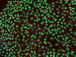 Mouse IgG (H+L) Cross-Adsorbed Secondary Antibody in Immunocytochemistry (ICC/IF)