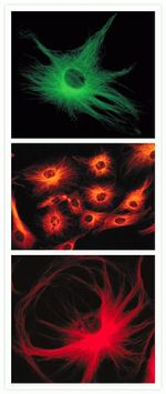 Mouse IgG (H+L) Highly Cross-Adsorbed Secondary Antibody in Immunocytochemistry (ICC/IF)