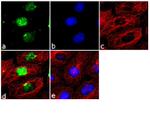 Mouse IgG (H+L) Highly Cross-Adsorbed Secondary Antibody in Immunocytochemistry (ICC/IF)