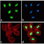 Rabbit IgG (H+L) Highly Cross-Adsorbed Secondary Antibody in Immunocytochemistry (ICC/IF)