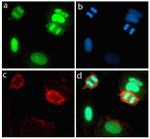 Rabbit IgG (H+L) Highly Cross-Adsorbed Secondary Antibody in Immunocytochemistry (ICC/IF)