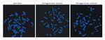 Fluorescein/Oregon Green Antibody in Immunocytochemistry (ICC/IF)