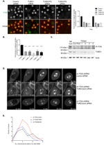 alpha Tubulin Antibody in Immunocytochemistry (ICC/IF)